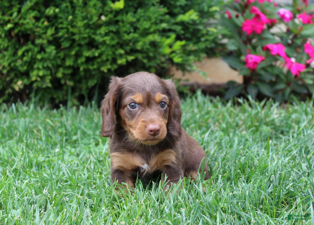 Dachshund dogs for sale: Princess - Image 21