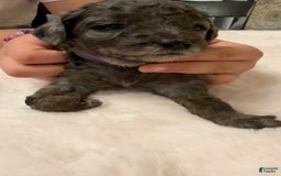 Miniature Poodle dogs for sale: Velma - Image 3