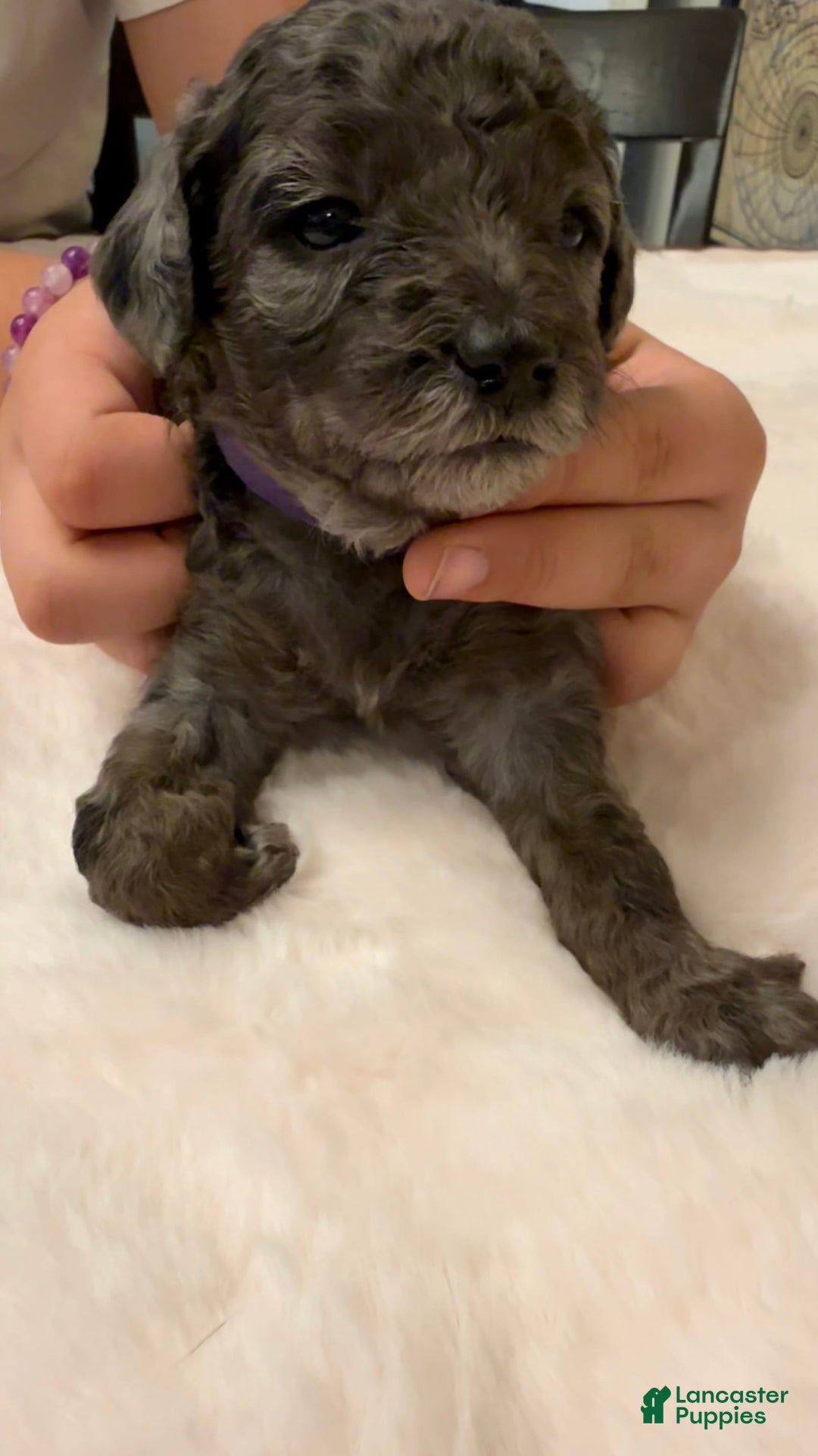 Miniature Poodle dogs for sale: Velma - Image 3