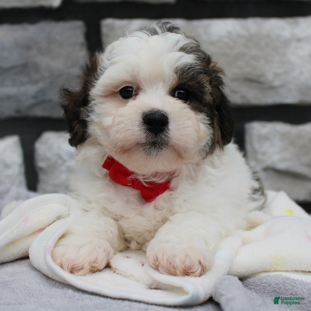 Teddy Bear dogs for sale: Alex - Image 2