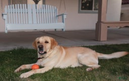Labrador Retriever dogs for sale: Puppy - Image 3