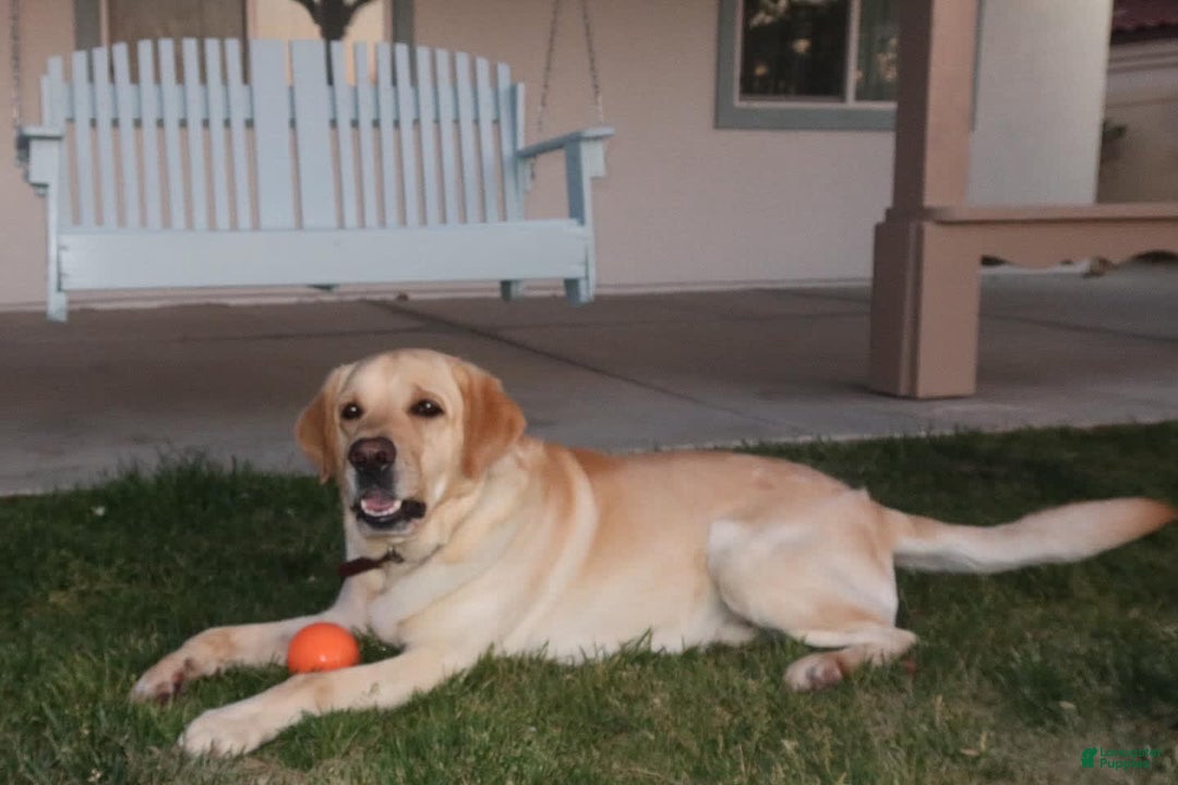 Labrador Retriever dogs for sale: Puppy - Image 3