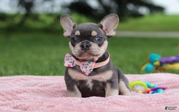 French Bulldog dogs for sale: Demi - Image 4