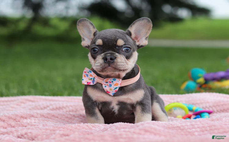 French Bulldog dogs for sale - Ad 4