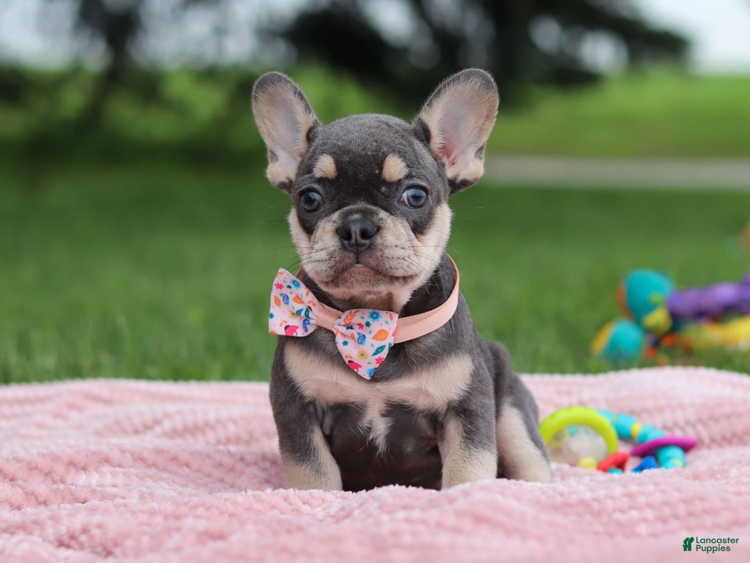 French Bulldog dogs for sale: Demi - Image 4