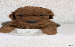 Mini Goldendoodle dogs for sale: Sprout Green Collar Toy Size - Image 2