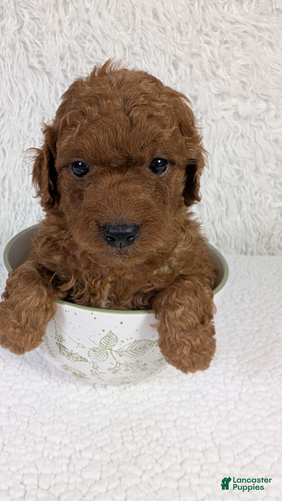 Mini Goldendoodle dogs for sale: Sprout Green Collar Toy Size - Image 2