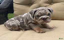 English Bulldog dogs for sale: Merlin - Image 1