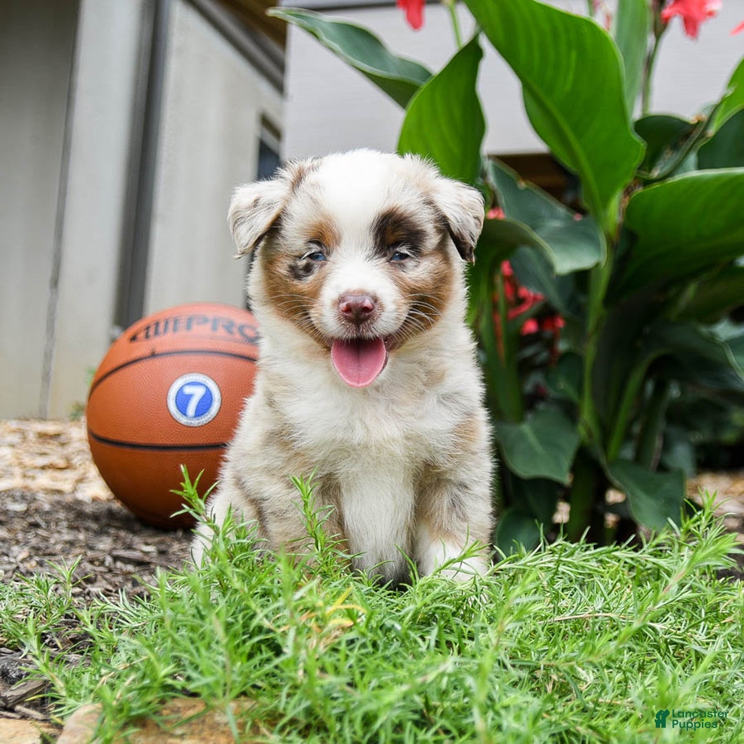 Miniature Australian Shepherd dogs for sale: Dakota - Image 5