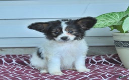 Papillon dogs for sale: Milo - Image 10
