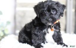 Yorkiepoo dogs for sale: Roo - Image 8