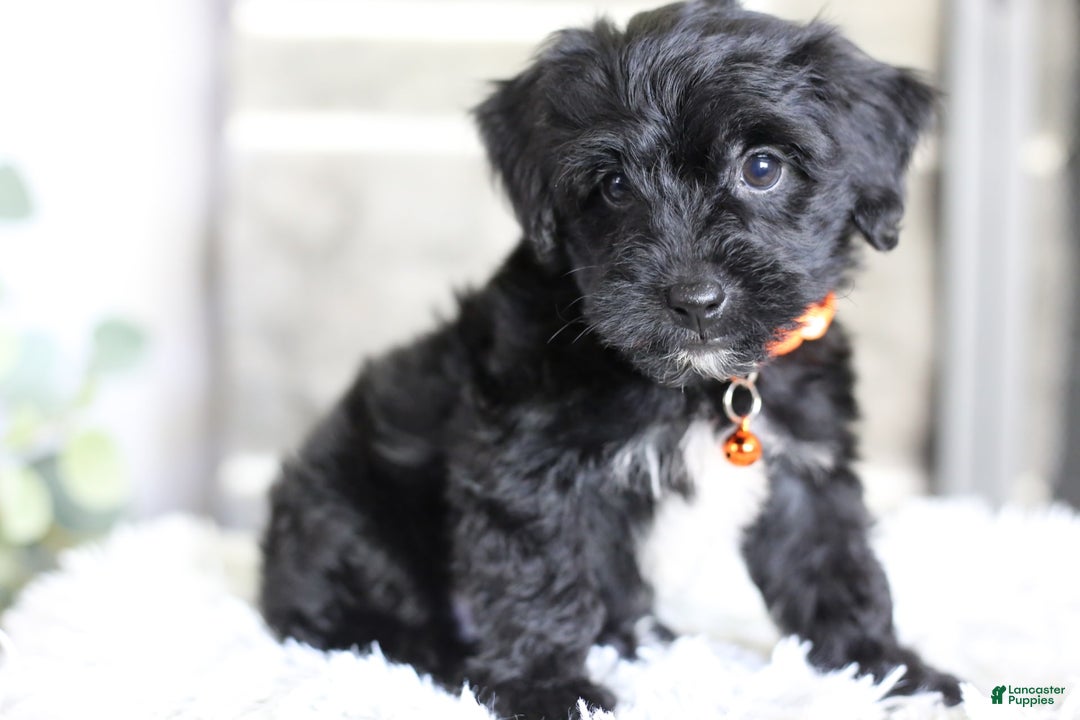 Yorkiepoo dogs for sale: Roo - Image 8