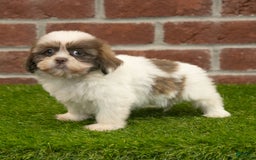Shih Tzu dogs for sale: Goldie - Image 2