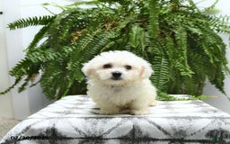 Bichon Frise dogs for sale: Zane - Image 3