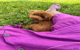 Toy Poodle dogs for sale: Benji - Image 7