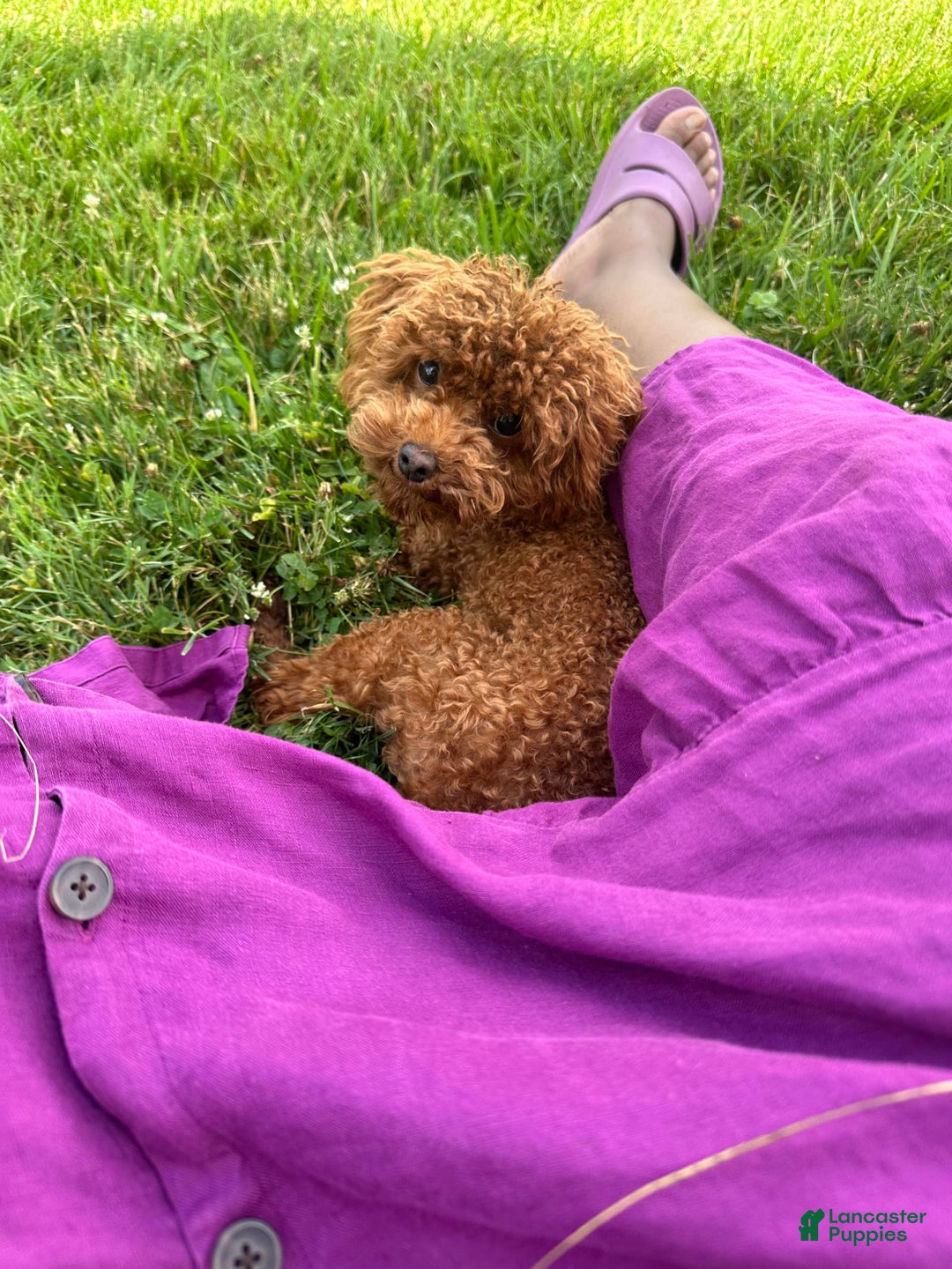 Toy Poodle dogs for sale: Benji - Image 7