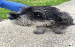 Miniature Schnauzer dogs for sale: Pepper And Gray - Image 2
