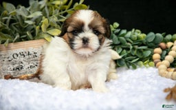 Shih Tzu dogs for sale: Ashley - Image 1