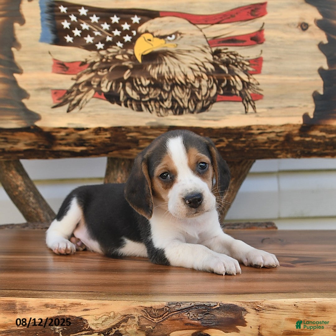 Beagle dogs for sale: Bobby - Image 4