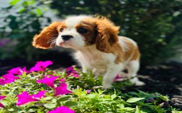 Cavalier King Charles Spaniel dogs for sale: Marble - Image 2