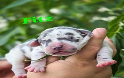 Great Dane dogs for sale: Fitz - Image 2