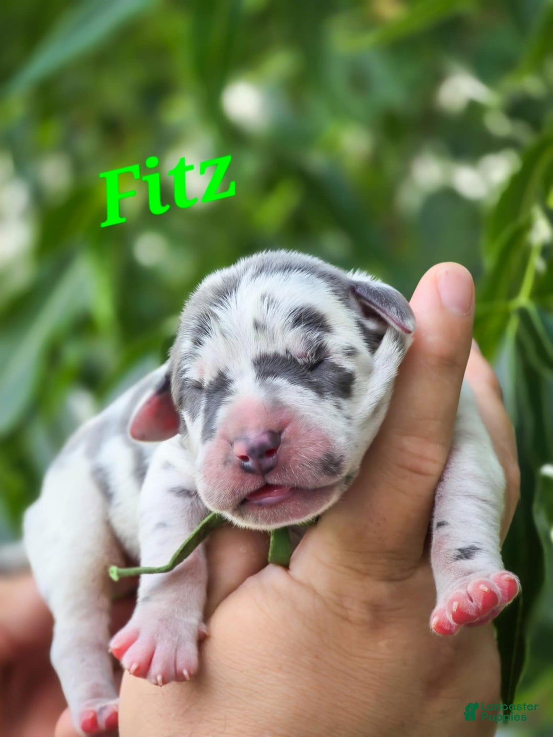 Great Dane dogs for sale: Fitz - Image 2