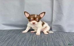 Chihuahua dogs for sale: Milo - Image 1
