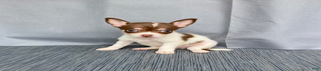 Milo