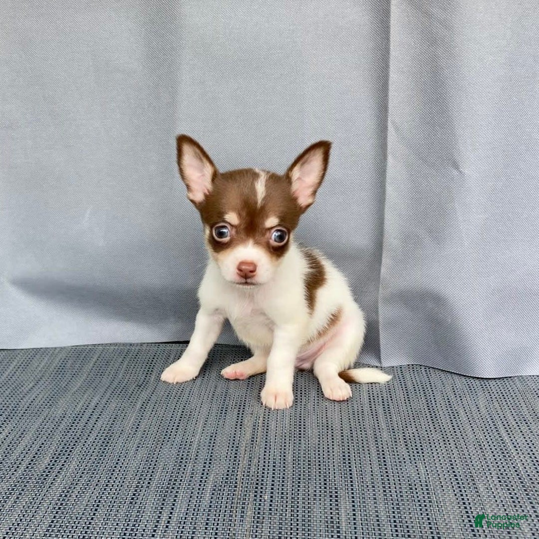 Chihuahua dogs for sale: Milo - Image 1