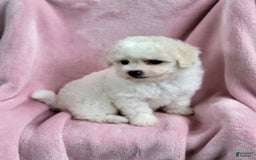 Bichpoo dogs for sale: Amelia - Image 9
