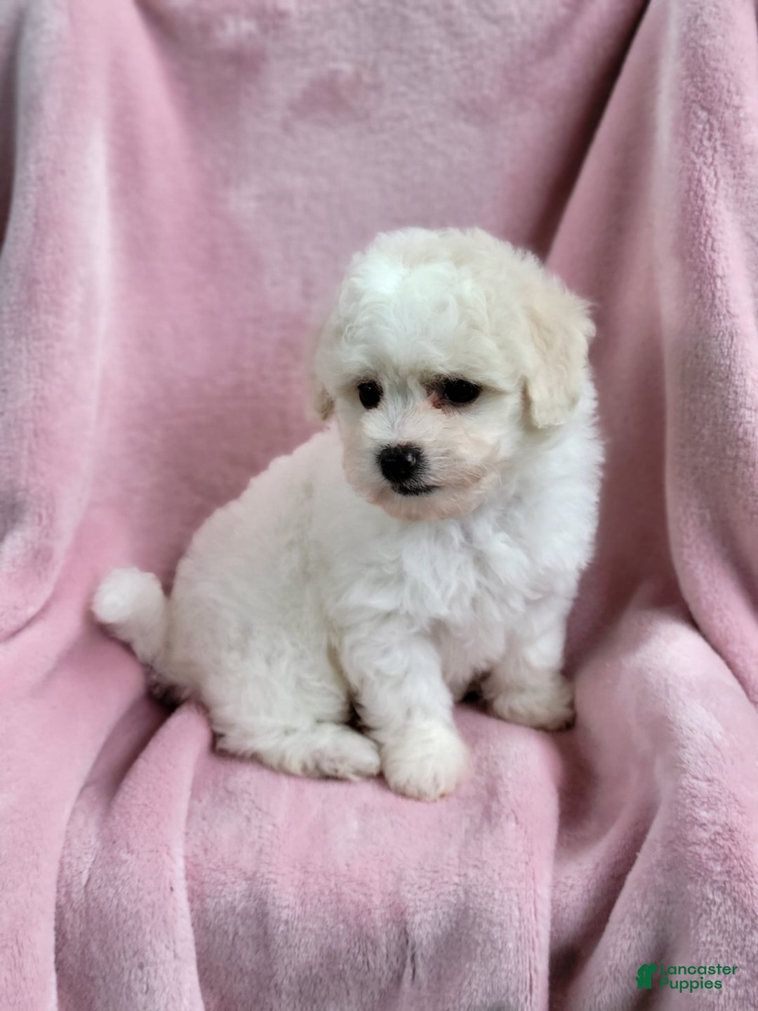 Bichpoo dogs for sale: Amelia - Image 9