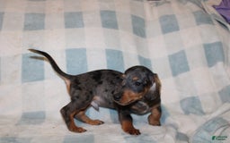 Miniature Dachshund dogs for sale: Teddy Mini - Image 26