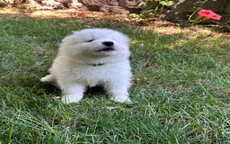 Samoyed dogs for sale: Jacque - Image 4