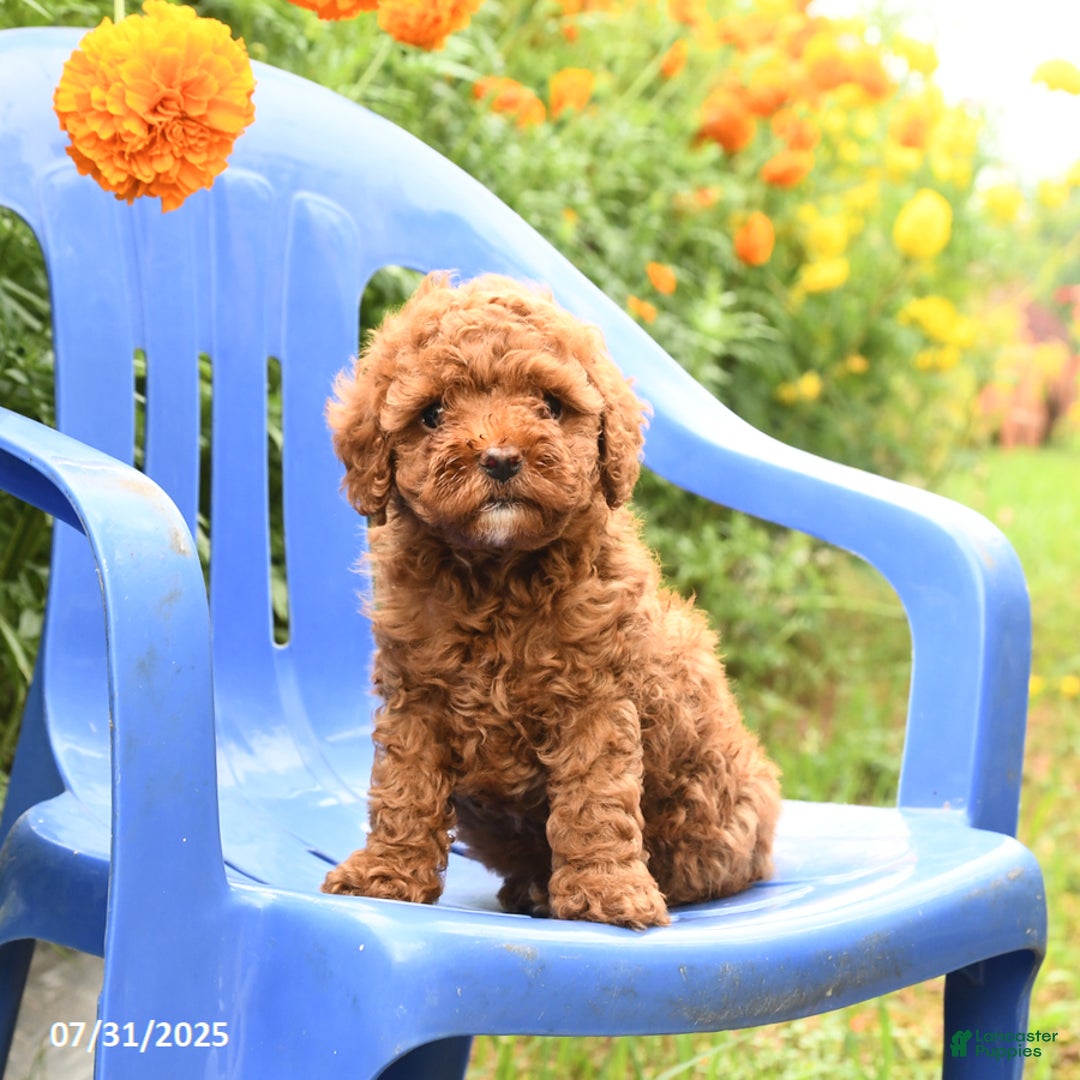 Toy Poodle dogs for sale: Jack - Image 2
