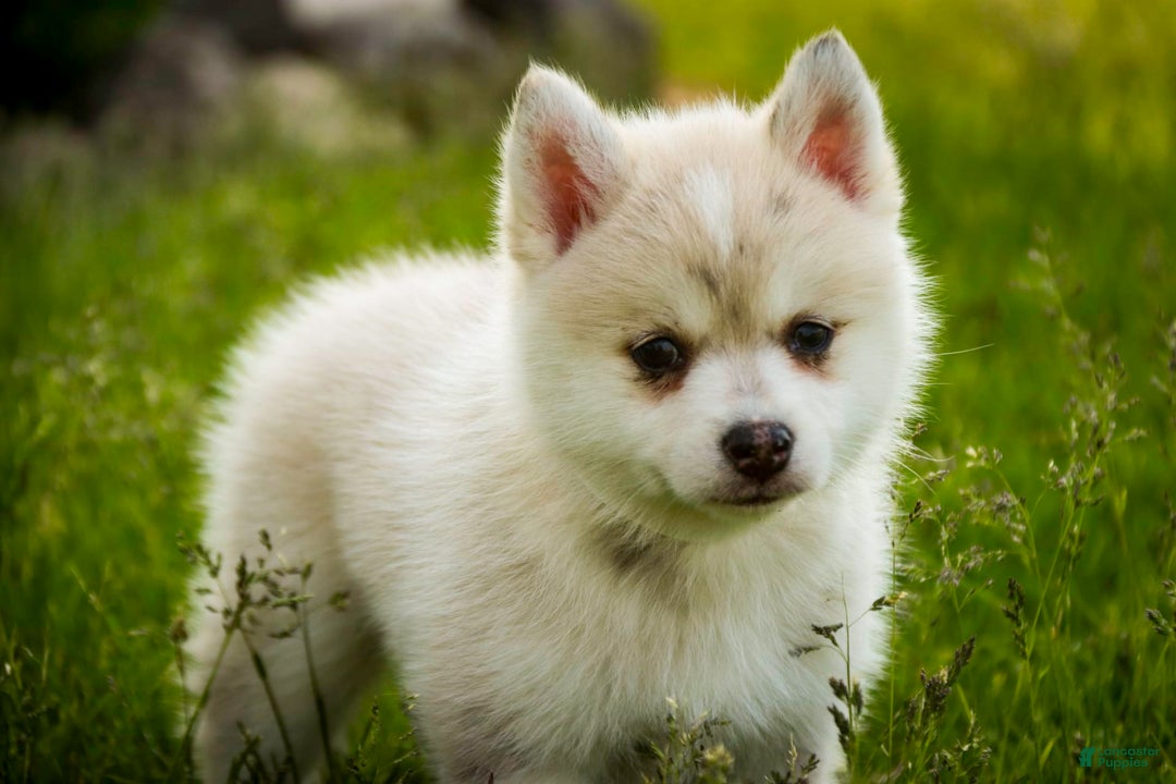 Pomsky dogs for sale: Blaze - Image 14