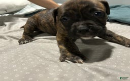 Mountain Cur dogs for sale: N/a - Image 1