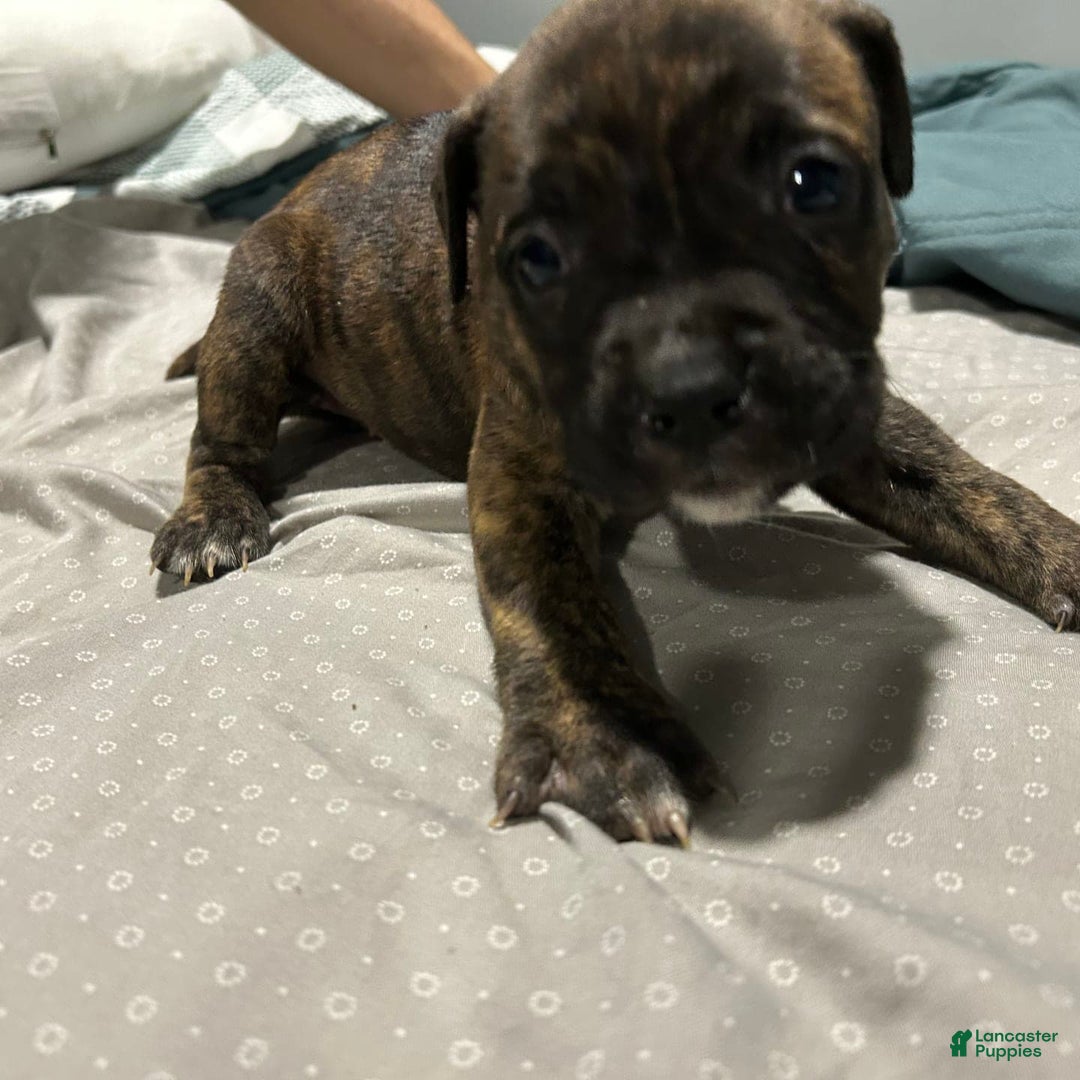 Mountain Cur dogs for sale: N/a - Image 1