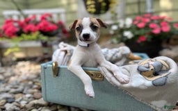 Jack Russell Terrier dogs for sale: Beauty - Image 4