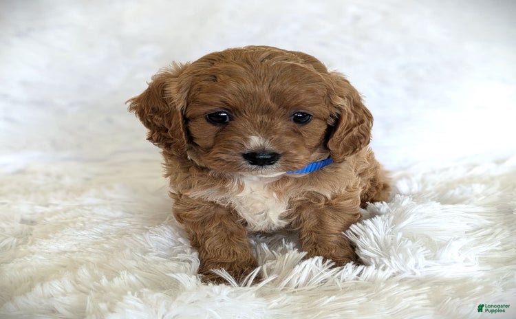 Cavapoo dogs for sale - Ad 5