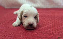 Cavapoo dogs for sale: Forky - Image 7
