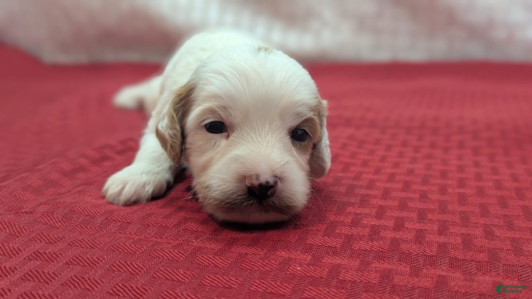 Cavapoo dogs for sale: Forky - Image 7