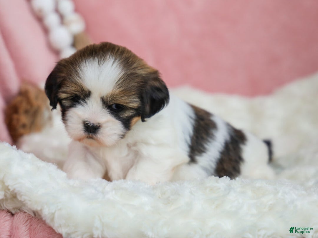 Lhasa Apso dogs for sale: Tracy - Image 2