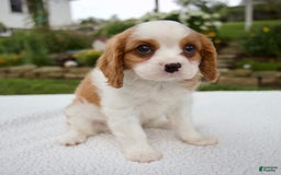 Cavalier King Charles Spaniel dogs for sale: Cavalier King Charles Spaniel 3 puppies - Image 12