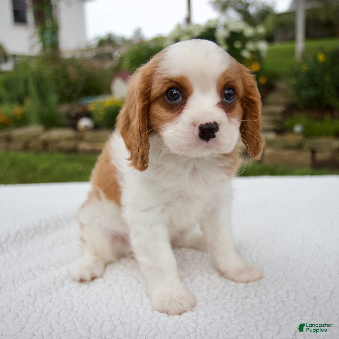 Cavalier King Charles Spaniel dogs for sale: Cavalier King Charles Spaniel 3 puppies - Image 12