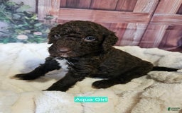 Standard Poodle dogs for sale: Aqua Girl - Image 1