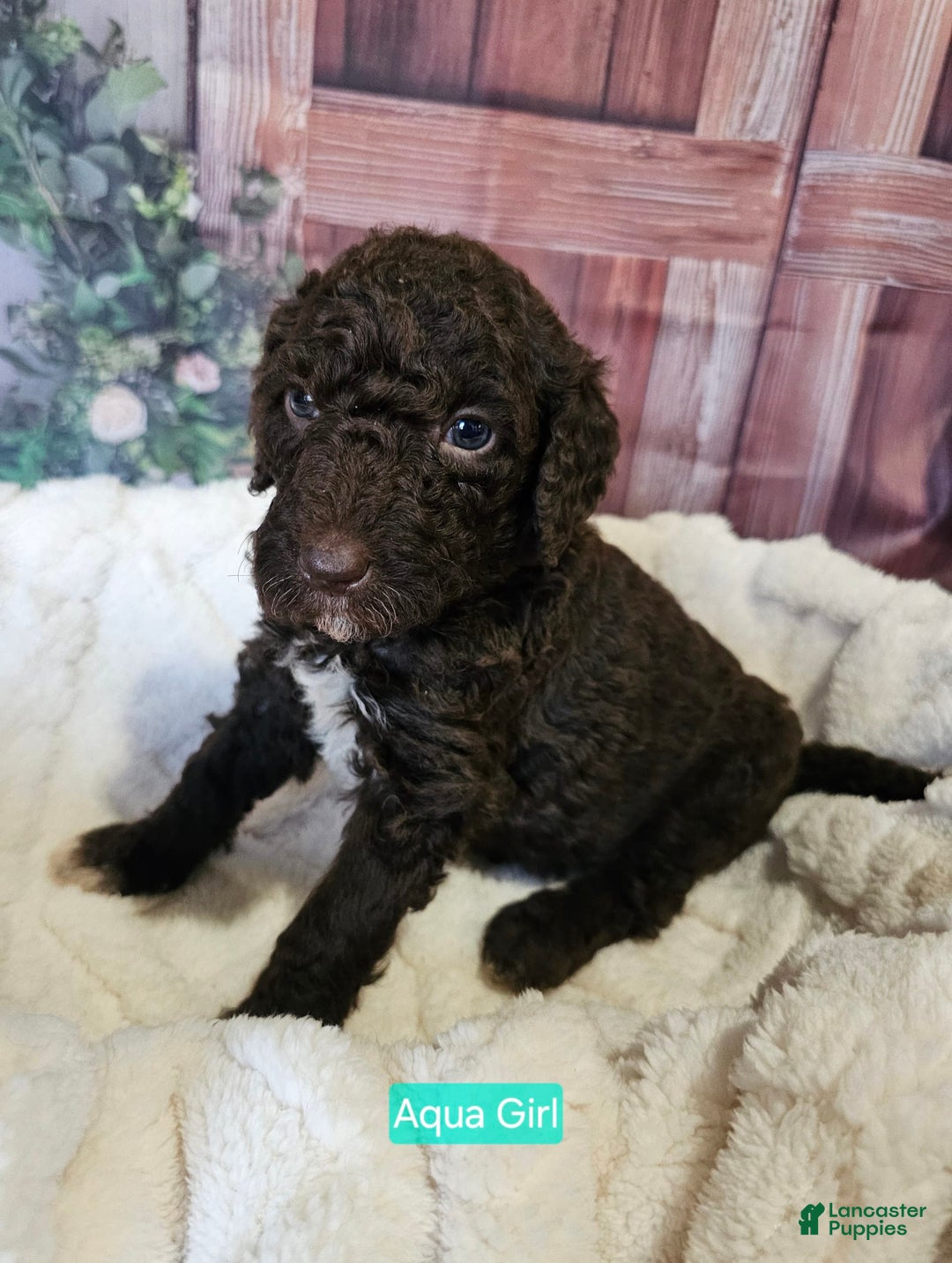 Standard Poodle dogs for sale: Aqua Girl - Image 1