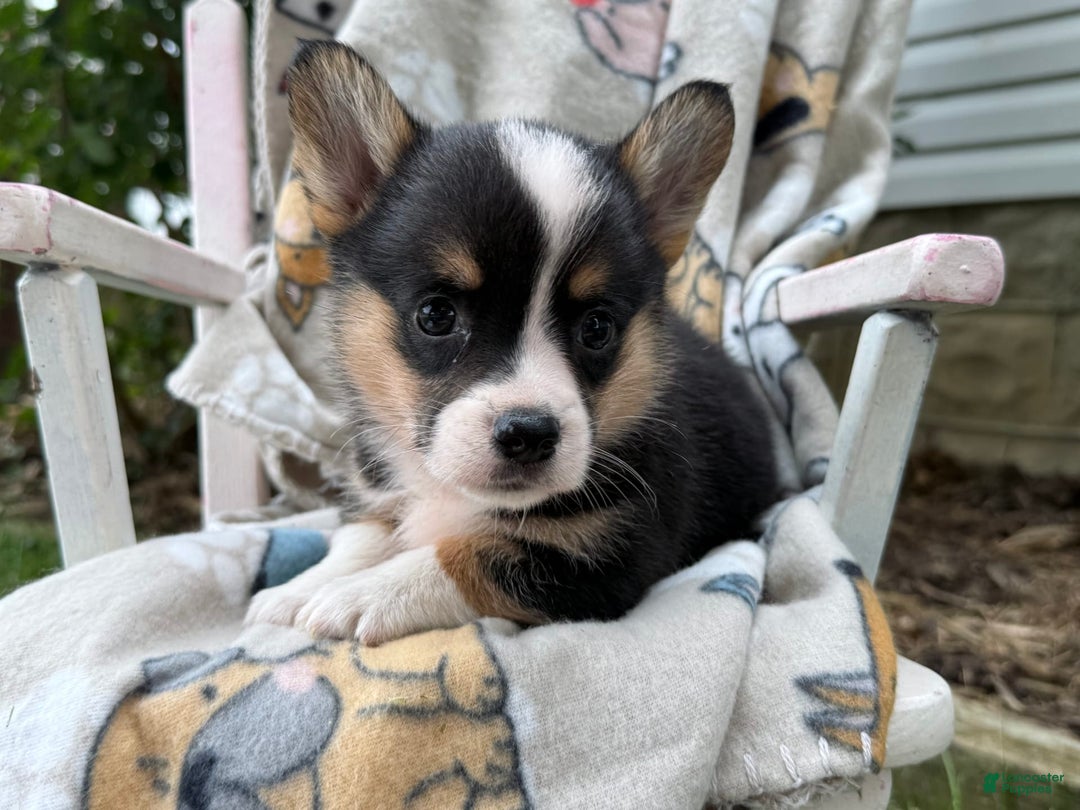 Welsh Corgi Pembroke dogs for sale: Jasper - Image 4