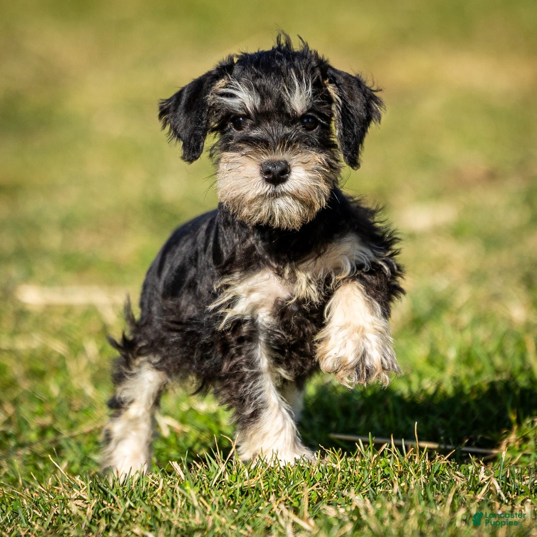 Miniature Schnauzer dogs for sale: Harley - Image 3