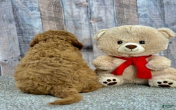 Mini Goldendoodle dogs for sale: Lime - Image 6