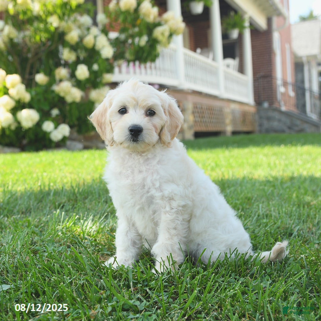 Mini Goldendoodle dogs for sale: Haven - Image 5